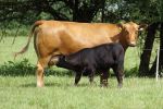 (c)BRS: Limousin mit Kalb